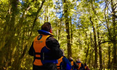 People walk through a forest